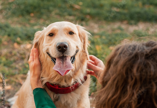 Closeup portrait of white retriever dog looking at camera in autumn background. Dog on autumn leaves. Banner