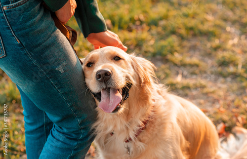 Obraz na płótnie Closeup side view smilling portrait of Golden retriever dog in summer background