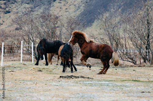 Caballos Islandeses