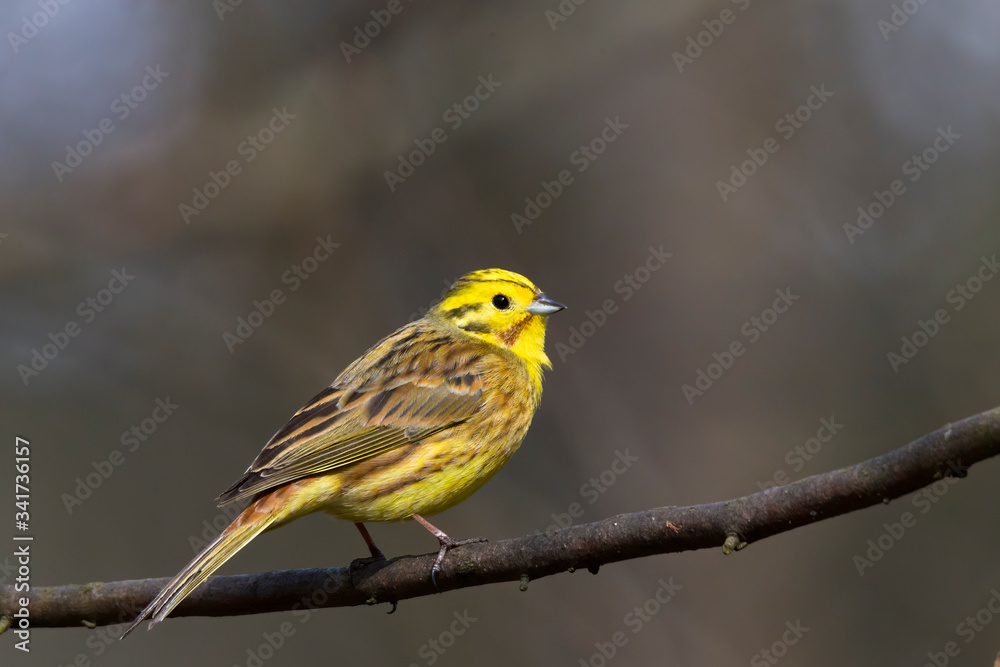 Yellowhammer sitting in the branches