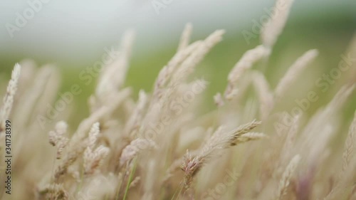 close up of grass in the wind