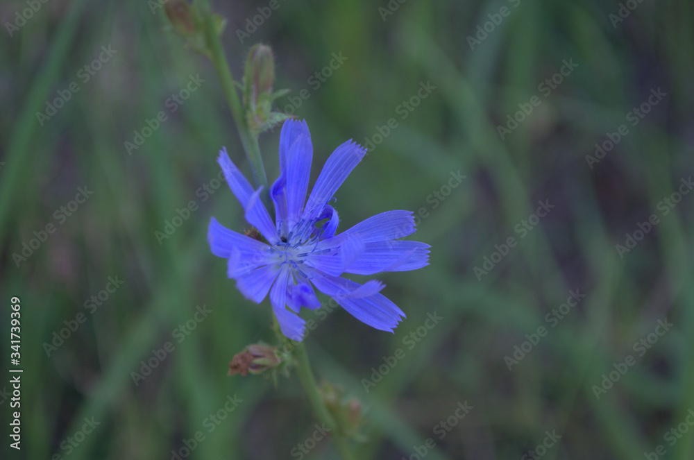 Blue flower of common chicory Cichórium íntybus