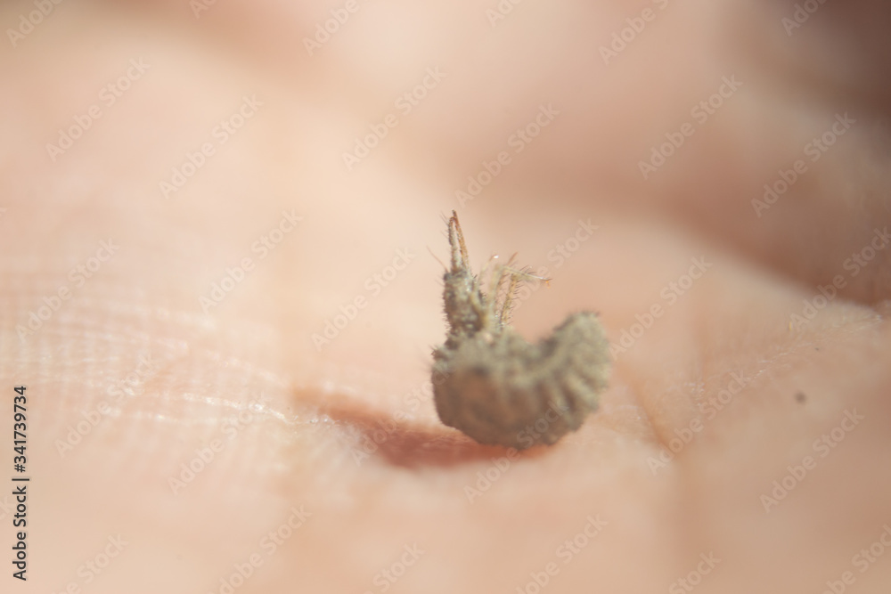 Obraz premium close up of a female hand holding a leaf