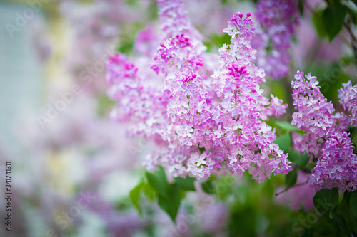 lilac flowers in the garden © dashevskaia