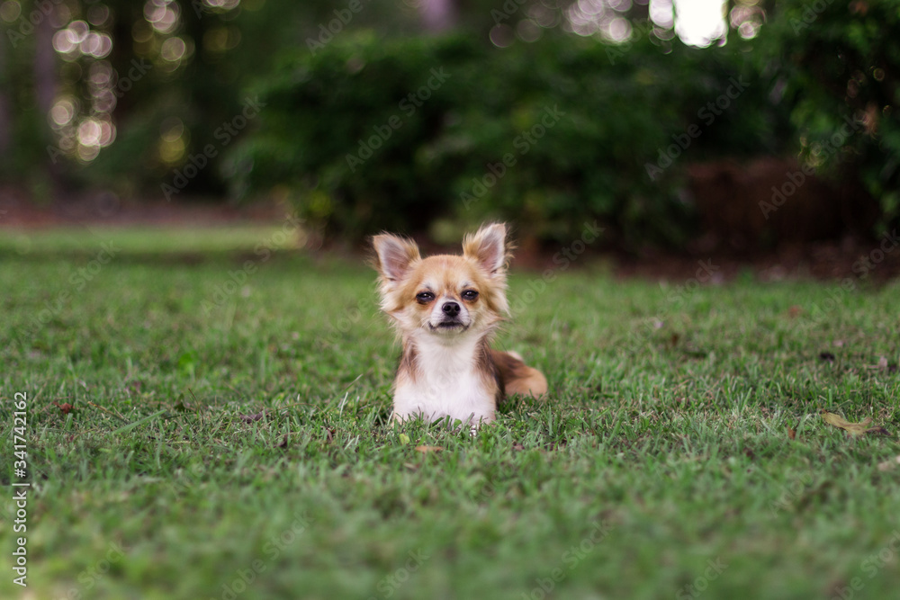 Little puppy sits on green grass and looks around. Brown American chihuahua is relaxing in park. Little dog lies on green grass on summer day