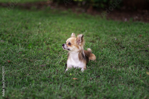 Little puppy sits on green grass and looks around. Brown American chihuahua is relaxing in park. Little dog lies on green grass on summer day