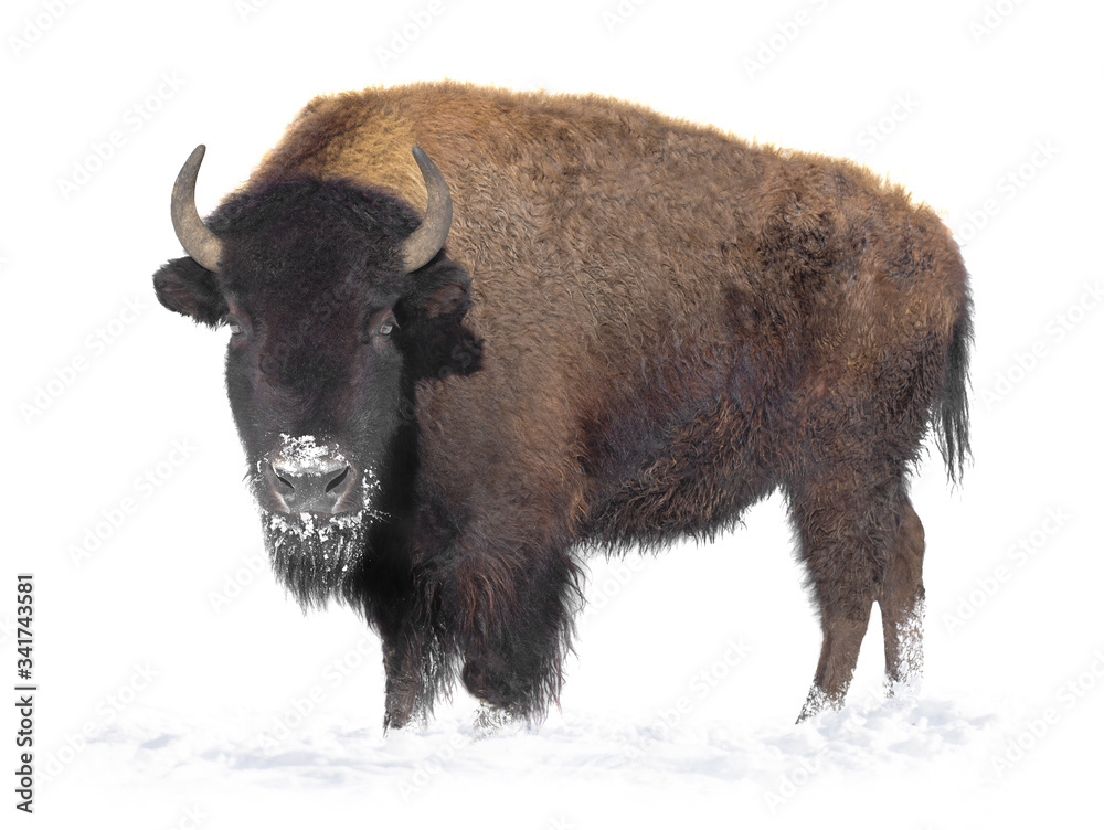 bison stands in the snow isolated on a white background. bison stands in the snow isolated on a white background.
