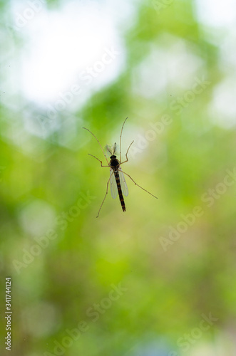 Early summer mosquito sitting on a glass window macro close up shot against green vegetation shallow depth of field