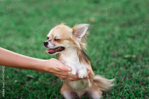 Little dog sits on hand and looks around in the park on summer day. Small American chihuahua holds hand and has cute thinking face.