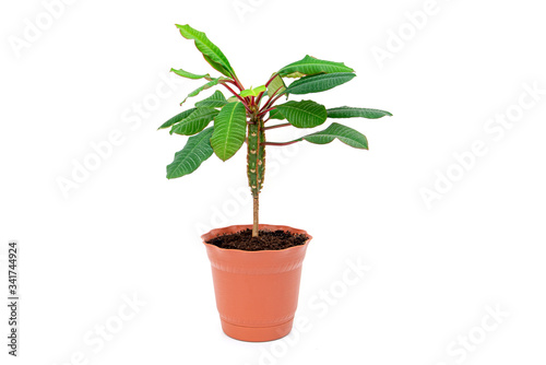 Green plant in brown pot as decorating of flat isolated on white background