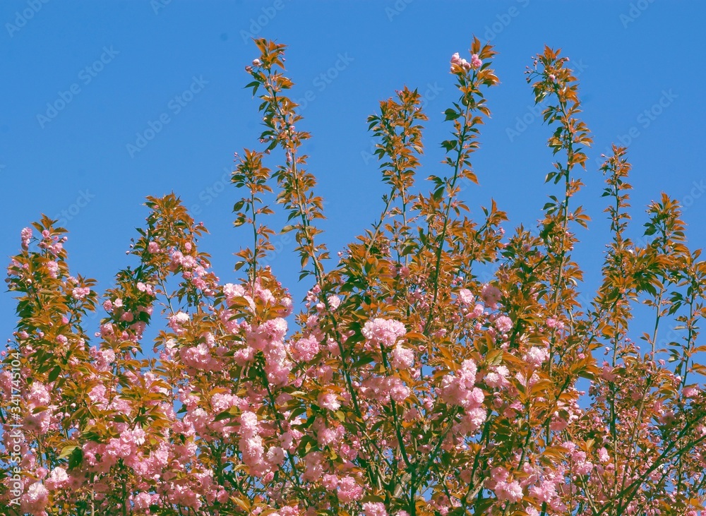 Prunus serrulata tree with pink flowers at spring