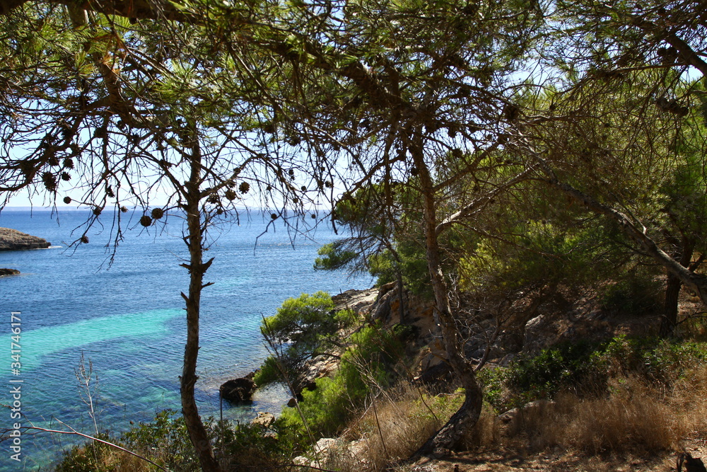 Obraz premium tree on the shore