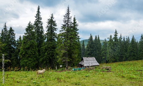 Lonely sheep grazing near wooden shepherd house on green meadow. Carpathian mountains. Ukraine, Europe.