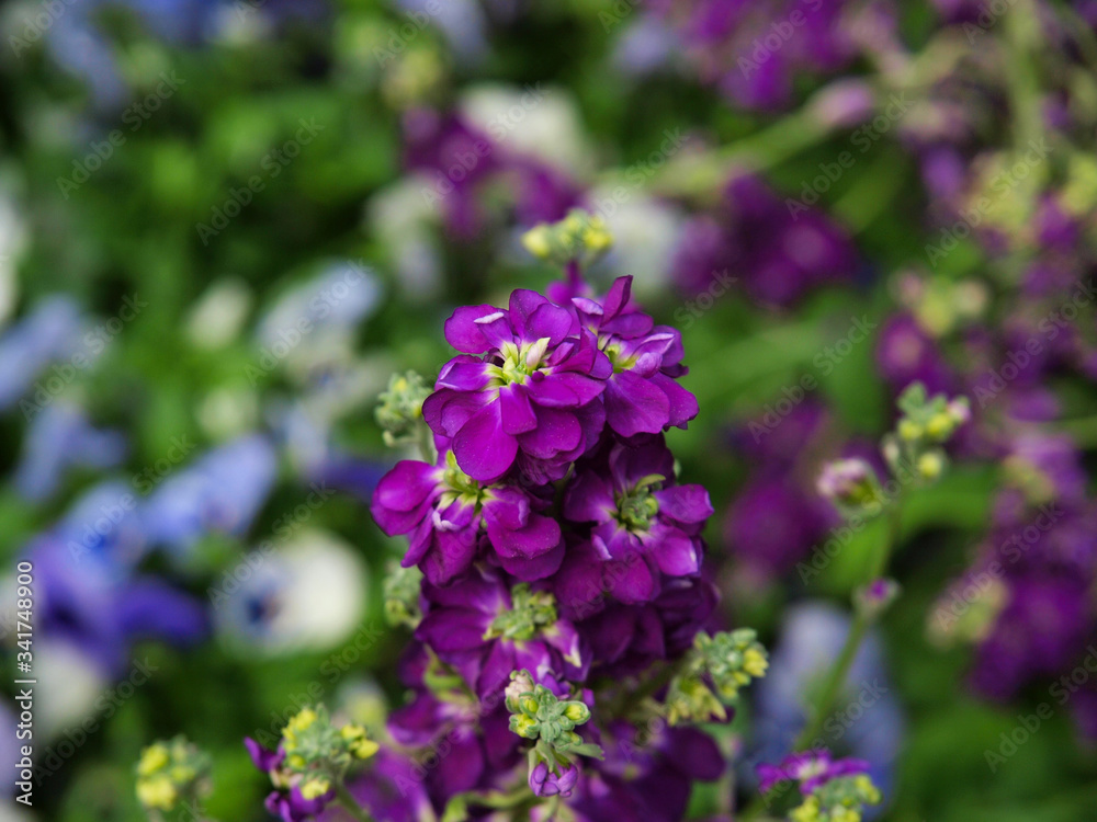 Various purple flowers with a green background Various purple flowers with a green background
