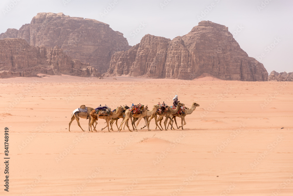 A lone caravan of camels is walking through the desert in the background are yellow-brown mountains. A lone caravan of camels is walking through the desert in the background are yellow-brown mountains.