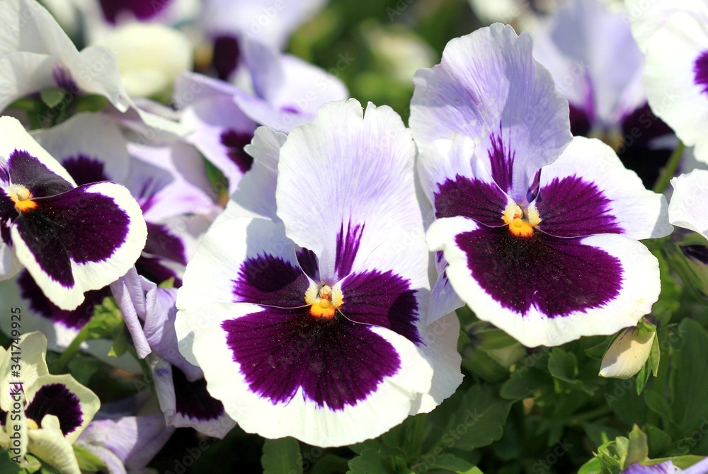 White pansies in the Park in spring White pansies in the Park in spring