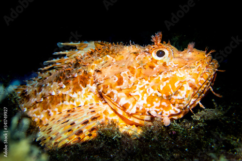 Cabracho o escorpora (Scorpaena scrofa), fotografía submarina en "la plataforma" de Formentera