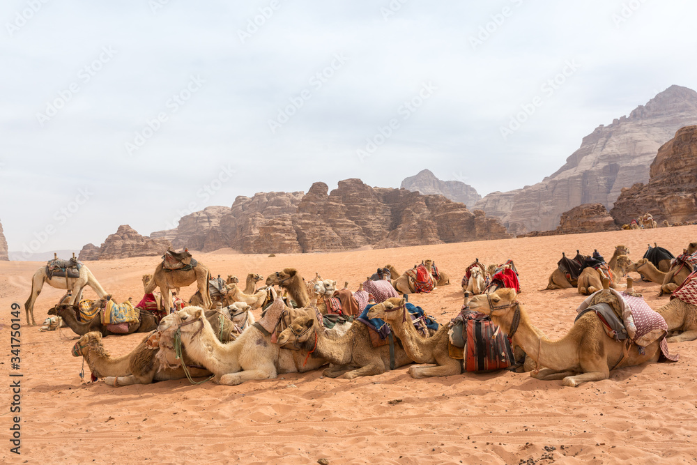 Fototapeta premium a caravan of camels fell apart on a halt in the desert in the background sandy-rocky mountains and a haze covered sky.