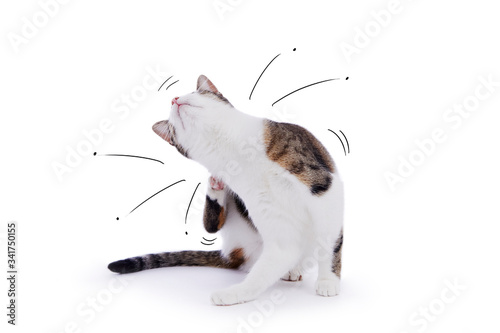 chat grattant ses puces avec dessins drôles  photo