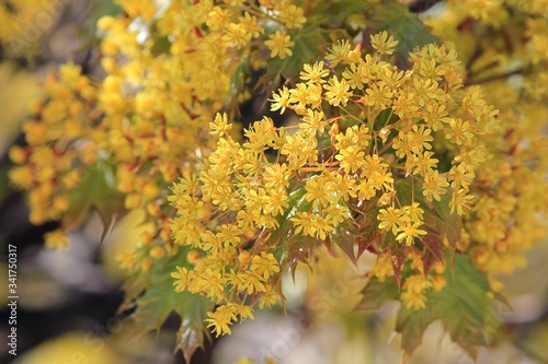 Blooming Acer platanoides in spring in the Park