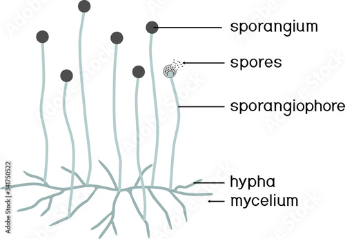 Structure of Mucor. Mycelium with sporangium isolated on white background photo