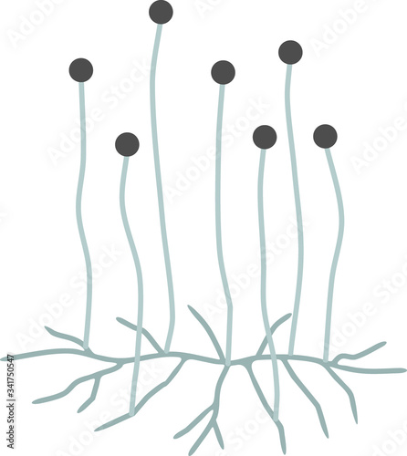 Structure of Mucor. Mycelium with sporangium isolated on white background