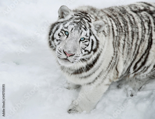 A Bengal tiger sits and looks at the camera in winter