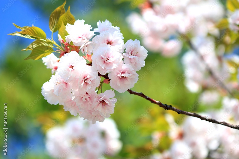 Cherry blossoms in the Park in spring Cherry blossoms in the Park in spring