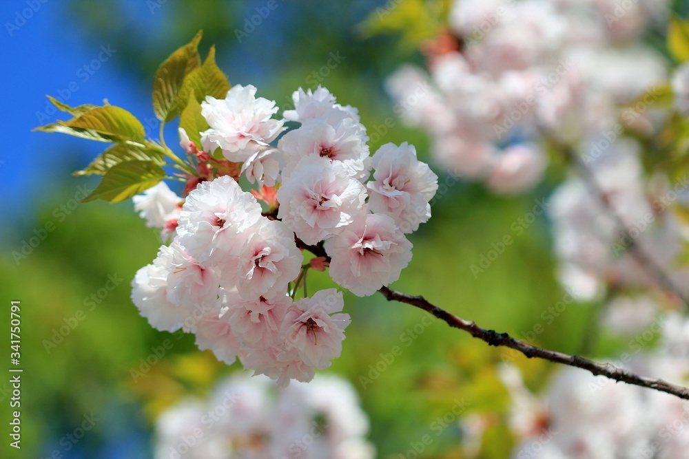 Naklejka premium Cherry blossoms in the Park in spring