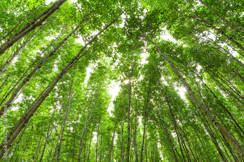 Fototapeta premium Tree top at mangrove swamp forest ,Sunlight filters through the canopy of a mangrove forest in Rayong province, Thailand. Point unseen in Thailand travel location. 