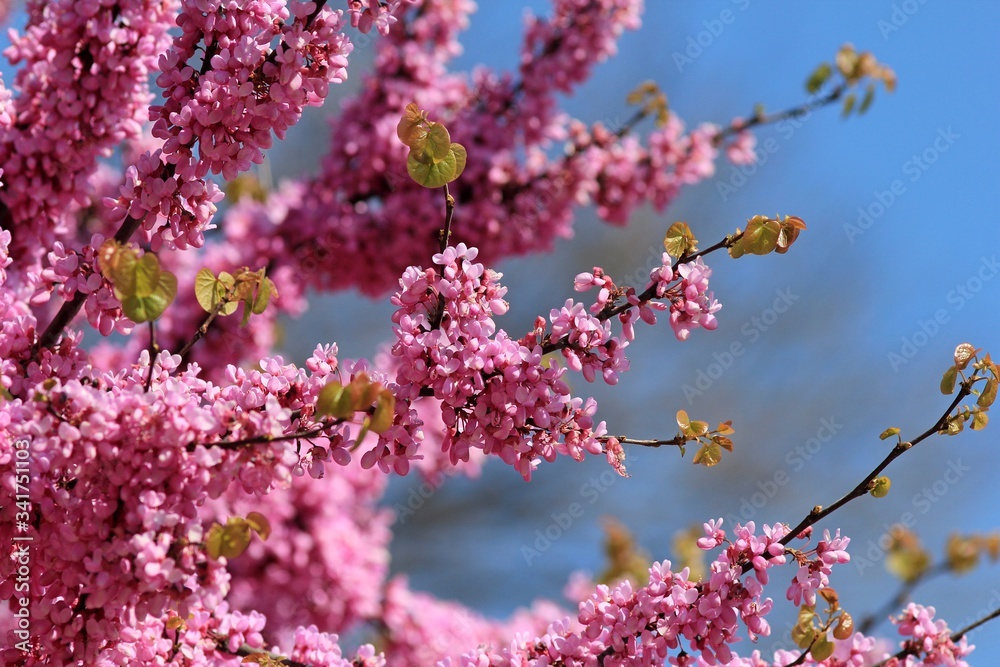 Obraz premium Cercis siliquastrum branches with pink flowers in spring