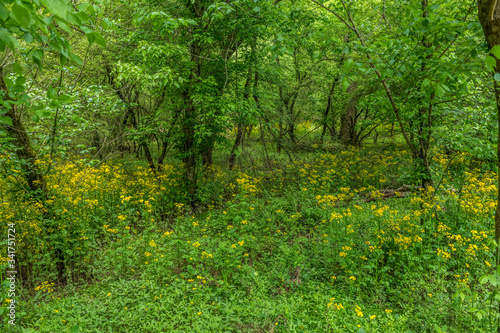Forest with Butterweed