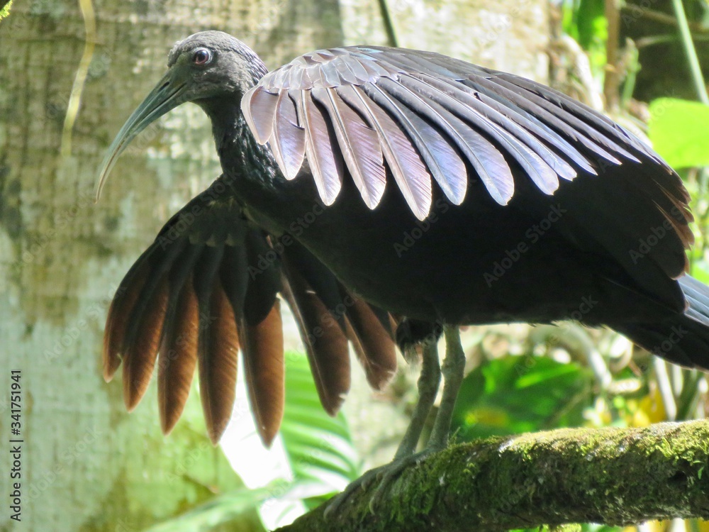 Fototapeta premium green ibis bird with wings out