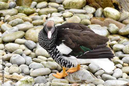 Female kelp goose in East Falkland photo