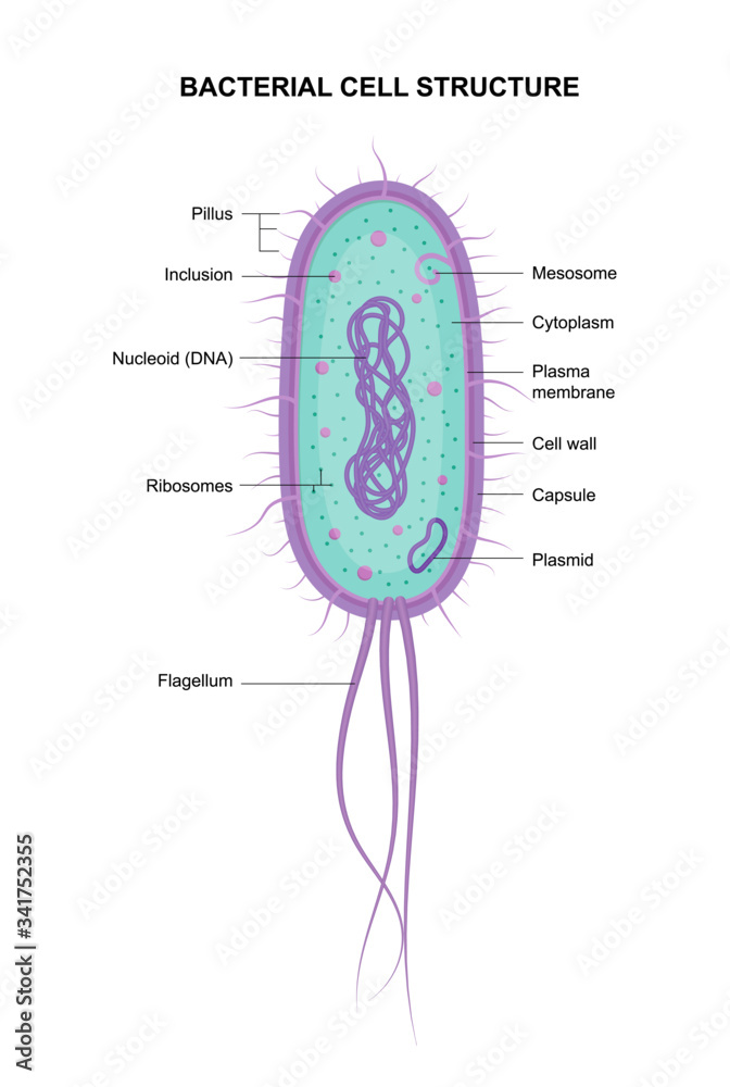 Vector bacterial cell anatomy isolated on white background. Educational ...