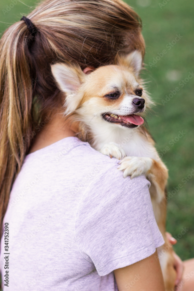 A small dog sits on the girl’s shoulder and puts his paws on his shoulder. Girl with long blonde hair holds on the shoulder of a small chihuahua A small dog sits on the girl’s shoulder and puts his paws on his shoulder. Girl with long blonde hair holds on the shoulder of a small chihuahua