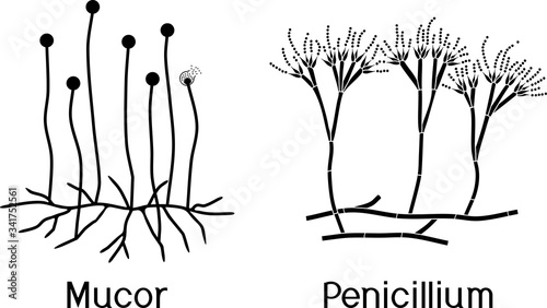 Mucor and Penicillium isolated on white background photo