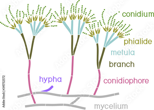 Structure of Penicillium. Mycelium with conidiophore and conidium isolated on white background