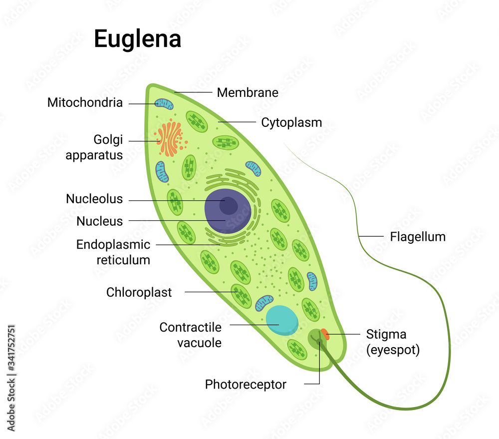 Vector anatomy of euglena. Educational illustration Stock-Vektorgrafik | Adobe Stock