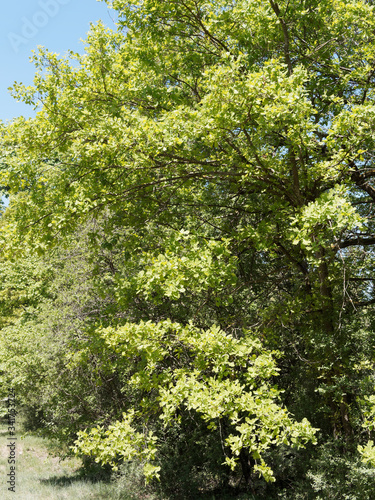 (Quercus robur) Chêne pédonculé ou chêne blanc au feuillage vert-jaune à vert foncé printanier