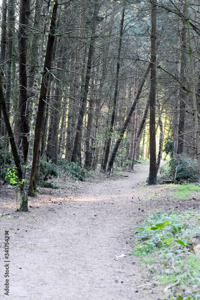 Obraz premium Wheldrake Woods