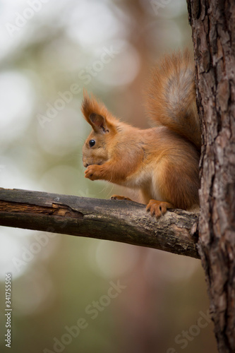 squirrel on a tree © dashevskaia