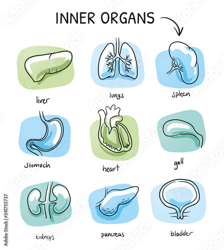 Set of different human inner organs, as liver, heart, lungs, bladder, stomach for medical info graphics on green and blue tiles. Hand drawn cartoon sketch vector illustration, marker style coloring. 