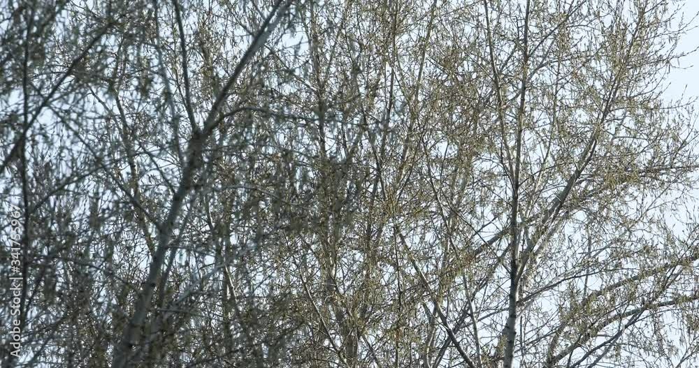 tree branches sway in the wind tree branches sway in the wind
