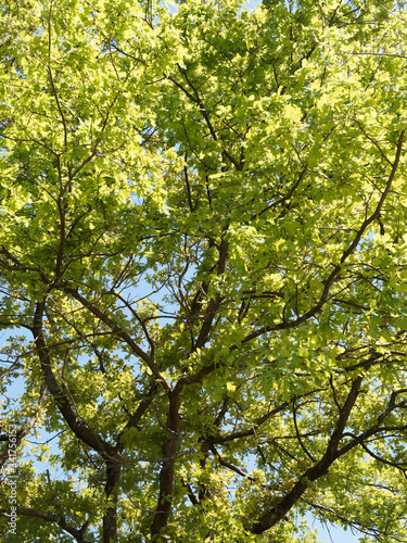 (Quercus robur) Chêne pédonculé ou chêne blanc © Marc
