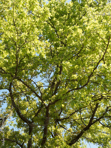 (Quercus robur) Chêne pédonculé ou chêne blanc