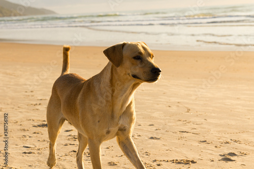 Cachorro passeando na praia 