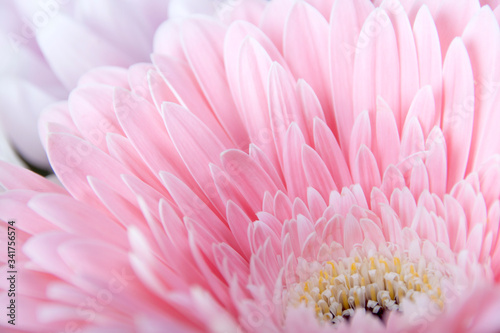 Close-up pink gerbera flower for background