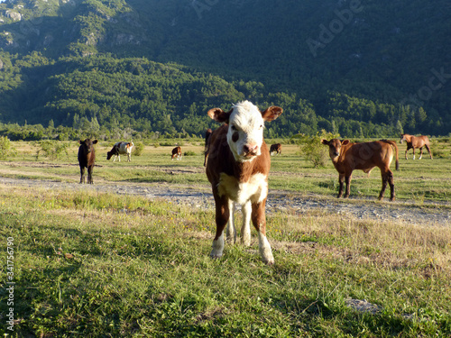 Veal