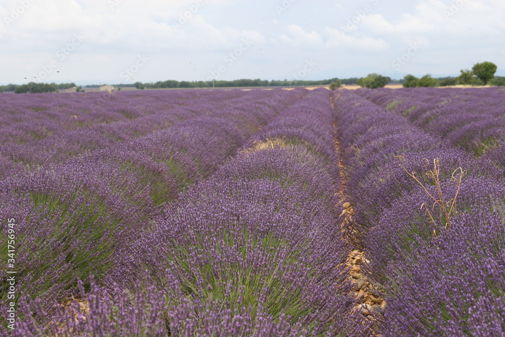 Fototapeta premium lavender field provence france